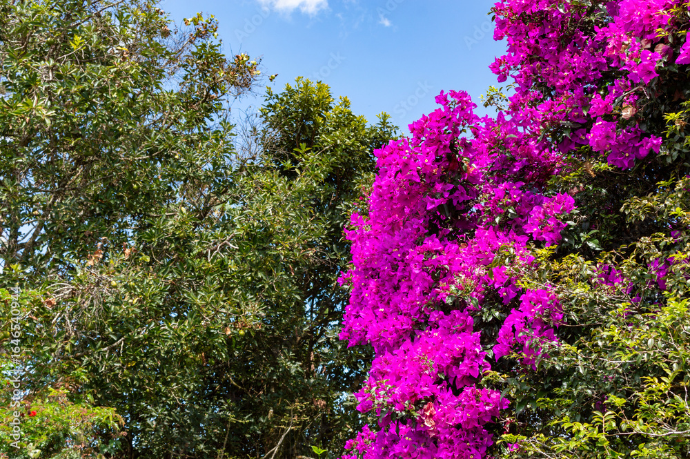 Obraz premium bougainvillea flowers, veranera or buganvilla, Colombia, Cauca