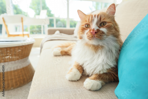 Fluffy orange and white cat...