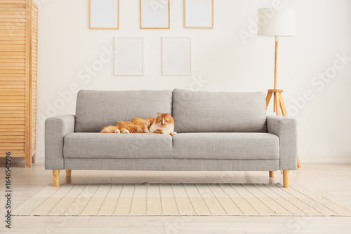 Cute cat lying on grey sofa...