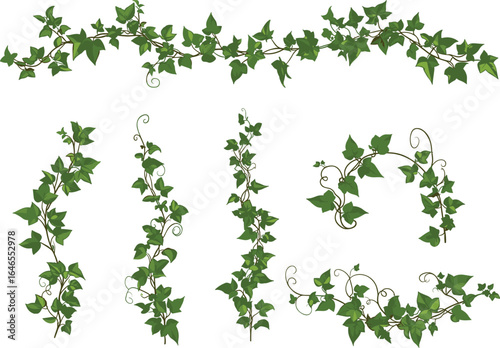 Elegant ivy vines, twisting plant borders with green leaves, decorative climbing ornament, natural botanical design elements isolated on white