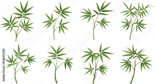 Green bamboo leaf vector set, tropical Asian plant collection, botanical foliage clipart, natural jungle leaves, isolated nature design elements