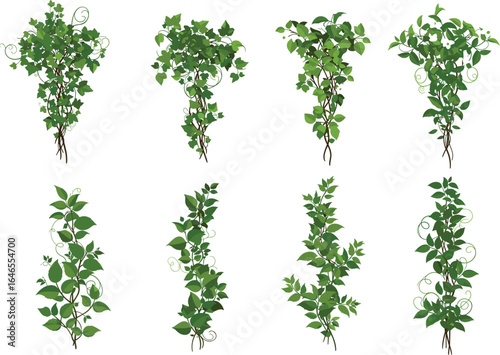 Lush green ivy vines set, botanical climbing plants illustration, decorative foliage vector, garden elements, nature leaves, isolated design clipart