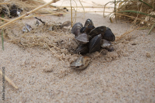 quagga mussel on the sand