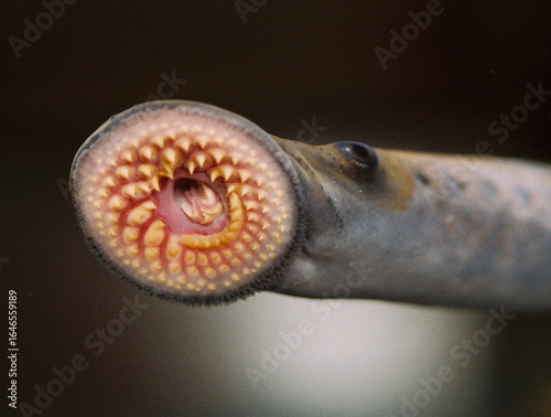 Sea lamprey