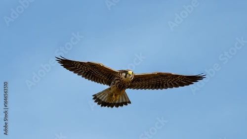 Majestic falcon soaring against a clear blue sky