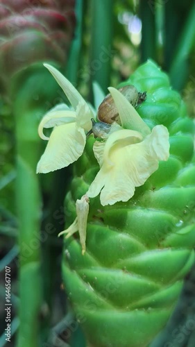 Snails are slowly eating plants.