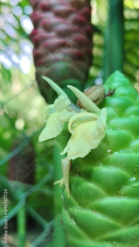Snails are slowly eating plants.