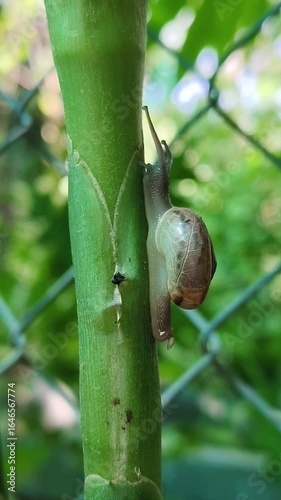 A snail is walking slowly on a branch.