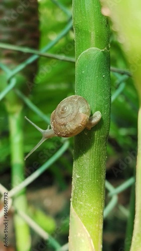 A snail is walking slowly on a branch.