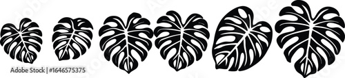 Vector art of monstera deliciosa leaves isolated on white background in a row from small to large