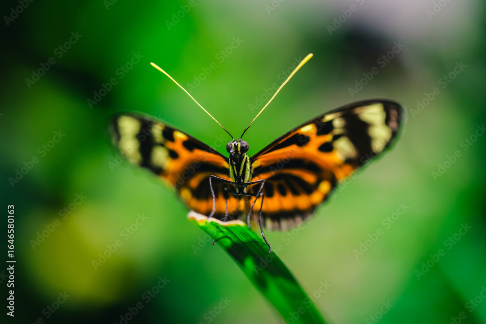 Obraz premium Butterfly on Green Leaf