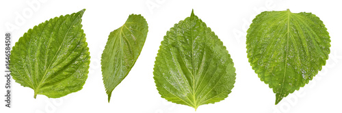 Collection of six vibrant green perilla leaves photographed from above on a white background, ideal for culinary or herbal designs.
