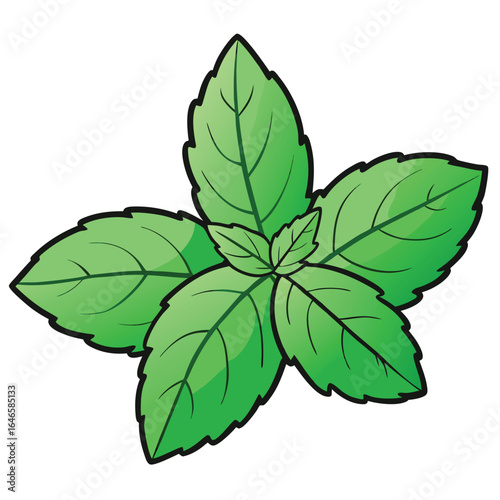 fresh mint leaves