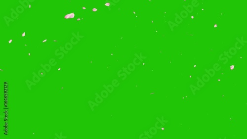 The petal to dance-HD 1080 loop+alpha. Cherry Blossom flower petals floating across the screen as a transition, Spring Pink Cherry Blossom black background. Falling cherry blossoms green screen