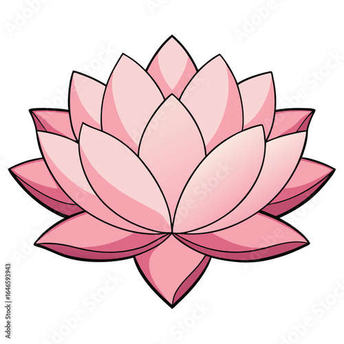 pink lotus flower