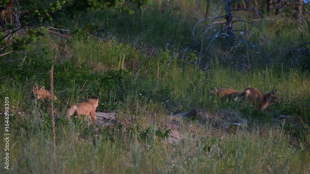 Fox kits at their den in the spring Fox kits at their den in the spring