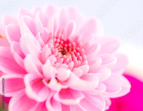 Close-up of a light pink flower with soft focus background