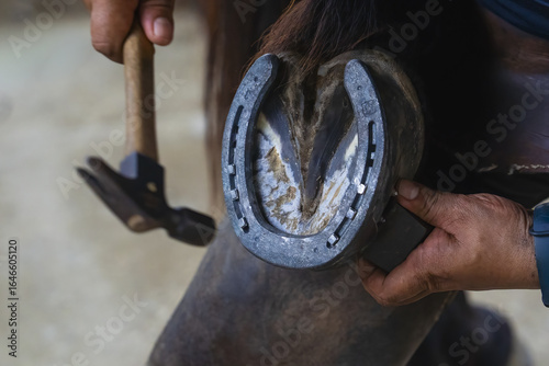 Tableau sur toile Farrier carefully fits horseshoe onto horse hoof, using hammer for precision