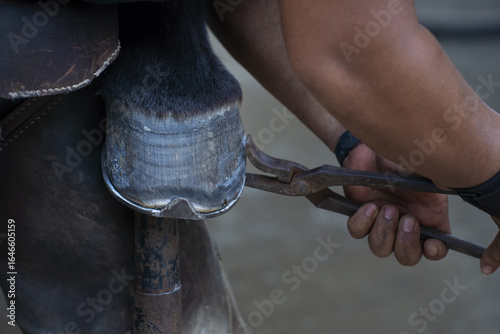 Fotografía Farrier carefully trims horse hoof using specialized tools, ensuring proper hoof health and balance