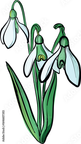 Snowdrop flower single hand drawn vector