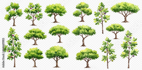 A diverse collection of illustrated trees, featuring lush green canopies and some fig trees, isolated on a transparent background.