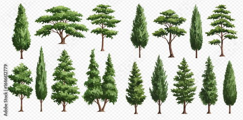 A diverse collection of illustrated evergreen trees, including various pine, fir, and cypress species, isolated on a transparent background.