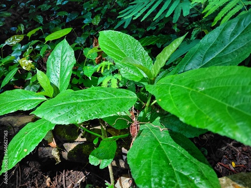 Wallpaper Mural Fresh green tropical leaves covered with morning dew in rainforest floor. Natural texture of wild foliage ideal for eco, botany, and nature-themed backgrounds. Torontodigital.ca