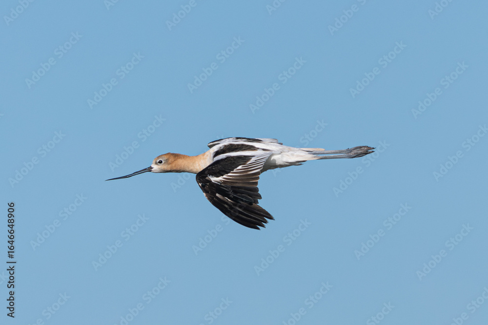 Fototapeta premium American avocet flying , seen in the wild in a North California marsh 