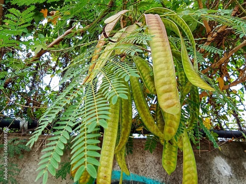 Obraz na plátně Leucaena leucocephala belong from fabaceae family