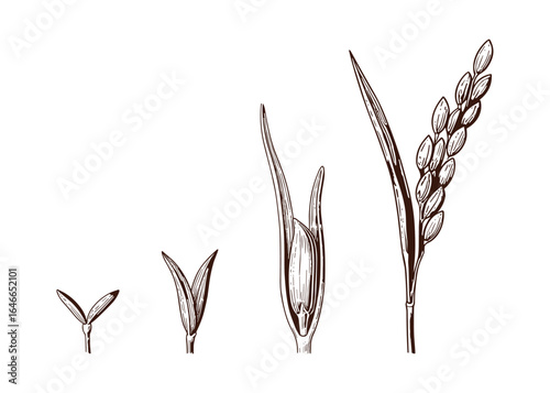 Detailed sketch of rice plant development phases. Agricultural stages. Hand drawn illustration of growth stages.