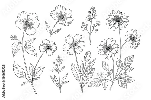 Elegant black and white botanical line art illustration featuring a variety of floral elements. Vector Illustration.