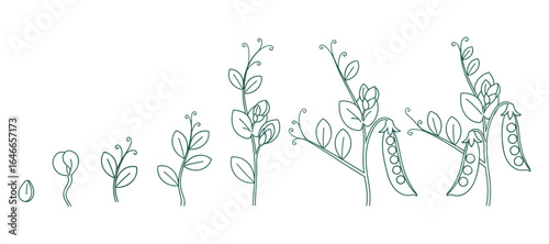 Illustration of the pea plant life cycle, showing development from seed to pod in a linear, outlined style in green.