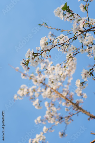 Cherry Branches with White Cherry Blossoms in Full Bloom Against Blue Sky
