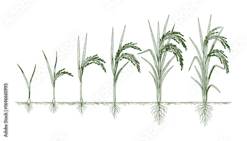 Stages of rice plant growth. Farmed grain crop development. Green color. Vector Illustration.