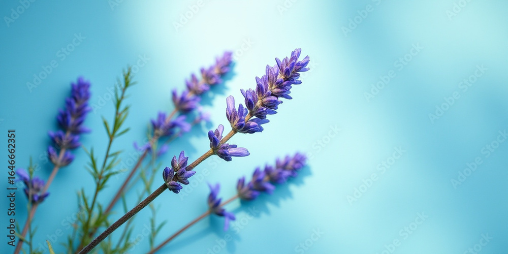 Naklejka premium Soft focus lavender sprigs against a textured teal background