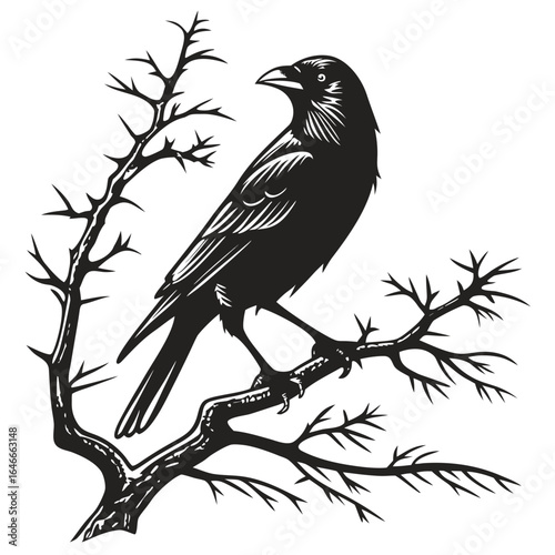 crow on a branch