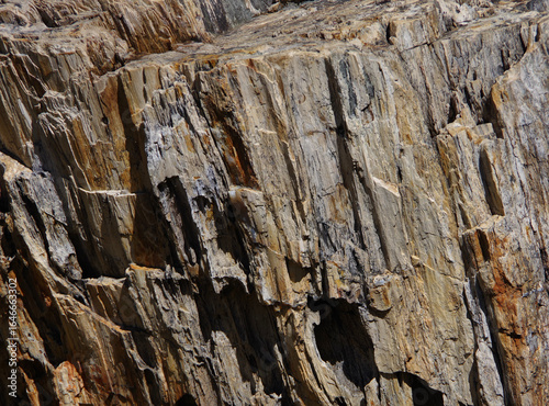 Ancient petrified wood tree trunk