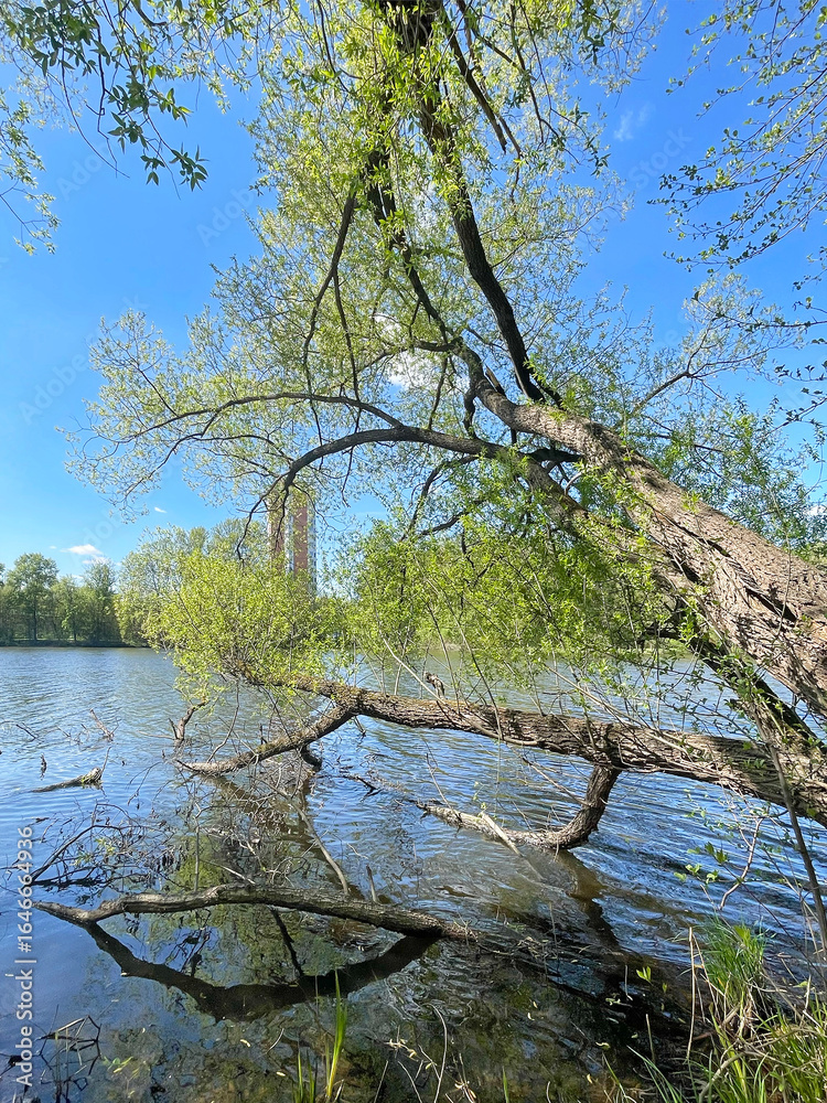 Obraz premium Trees on the banks of the Pekhorka River in Balashikha in April. Moscow region, Russia