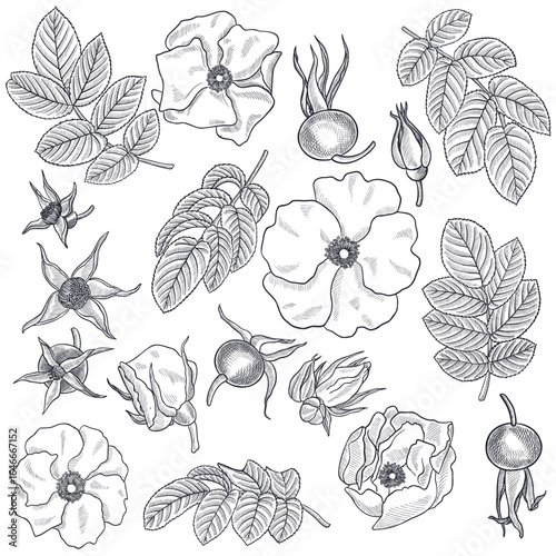 Wallpaper Mural vector vintage drawing wild rose flower, buds, berry and leaves isolated at white background, hand drawn illustration, floral design elements Torontodigital.ca