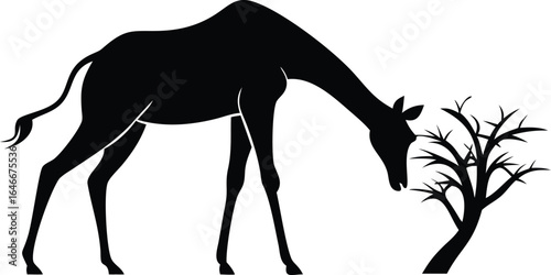 Black silhouette of a giraffe eating from a tree animal
