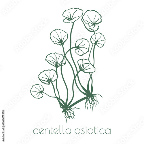 Centella Asiatica Leaves Vector Line Illustration. Gotu Kola Plant Vector. Botanical Line Art