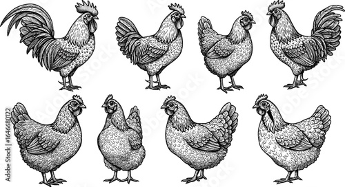Detailed hand-drawn vintage rooster and hen vector illustrations, rustic farm poultry artwork, classic bird drawings for packaging and design