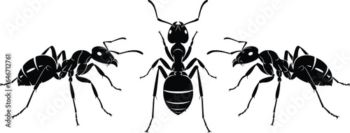 Detailed ant vector illustration, black and white insect graphic, nature entomology design, three ants artwork, stock image, ant drawing