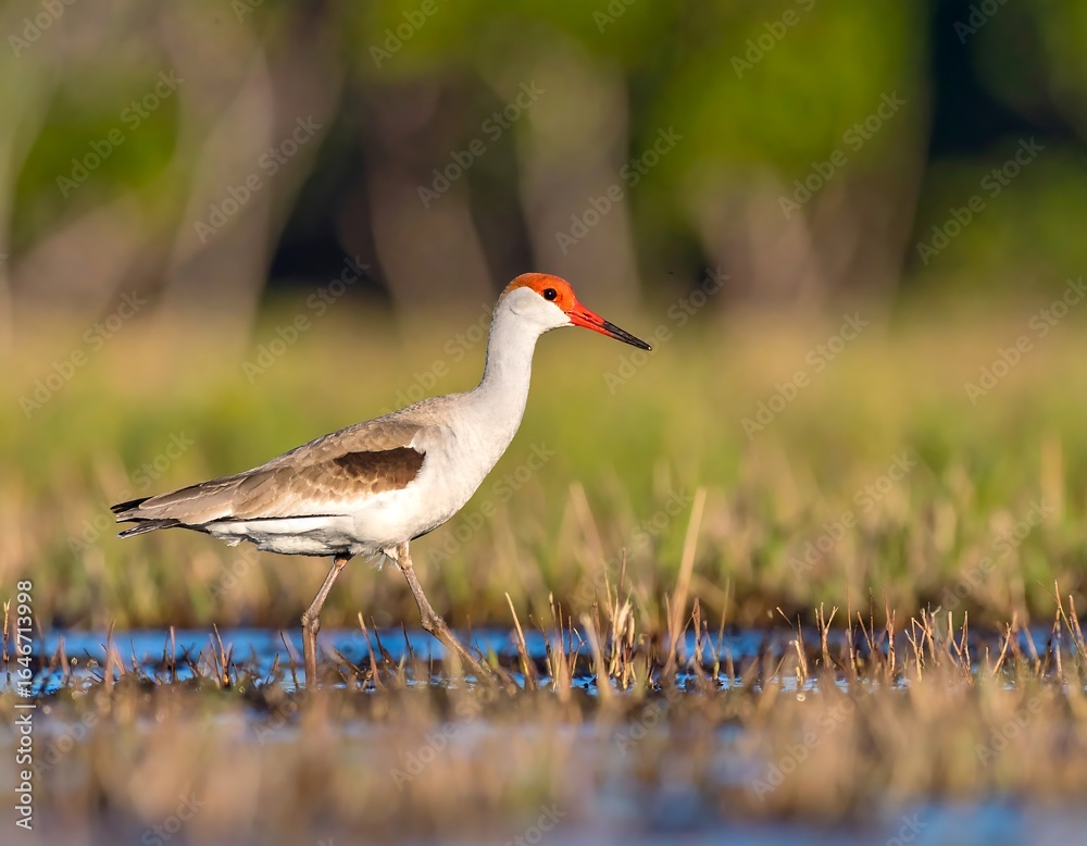 Naklejka premium Bird wading in shallow water