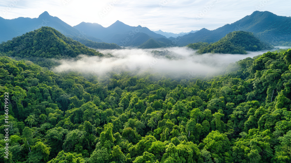 Fototapeta premium Lush jungle landscape with mist floating above trees and mountains in background