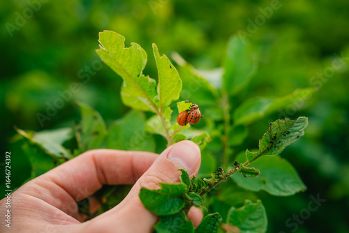 Farmer inspecting potato plant infested with colorado potato beetles, highlighting agricultural pest control and crop protection challenges