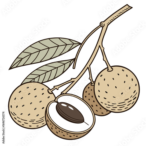 Botanical illustration of a tropical longan fruit branch, with a detailed cross-section showing the sweet pulp and single seed inside