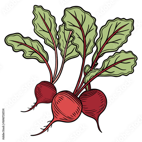 Hand-drawn illustration of fresh beetroot bunch with green leaves in a vintage woodcut style, isolated on white background.