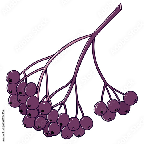 Botanical illustration of a ripe elderberry cluster on a branch. Sambucus nigra fruit, a healthy superfood, isolated on a white background.