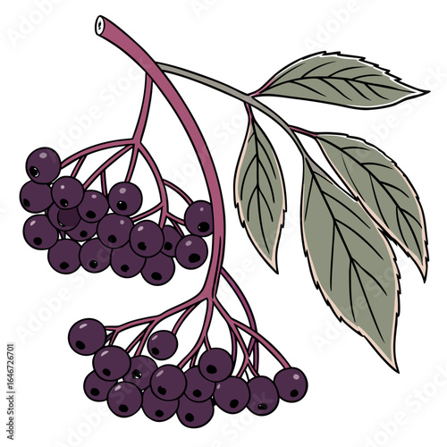 Elderberry branch with leaves and ripe dark purple berries, illustration
